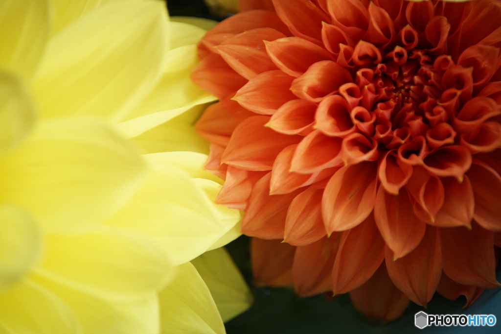 Dahlia