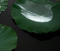 SDIM2083