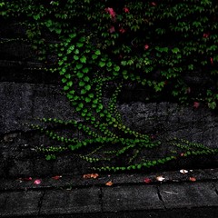 ivy covered wall