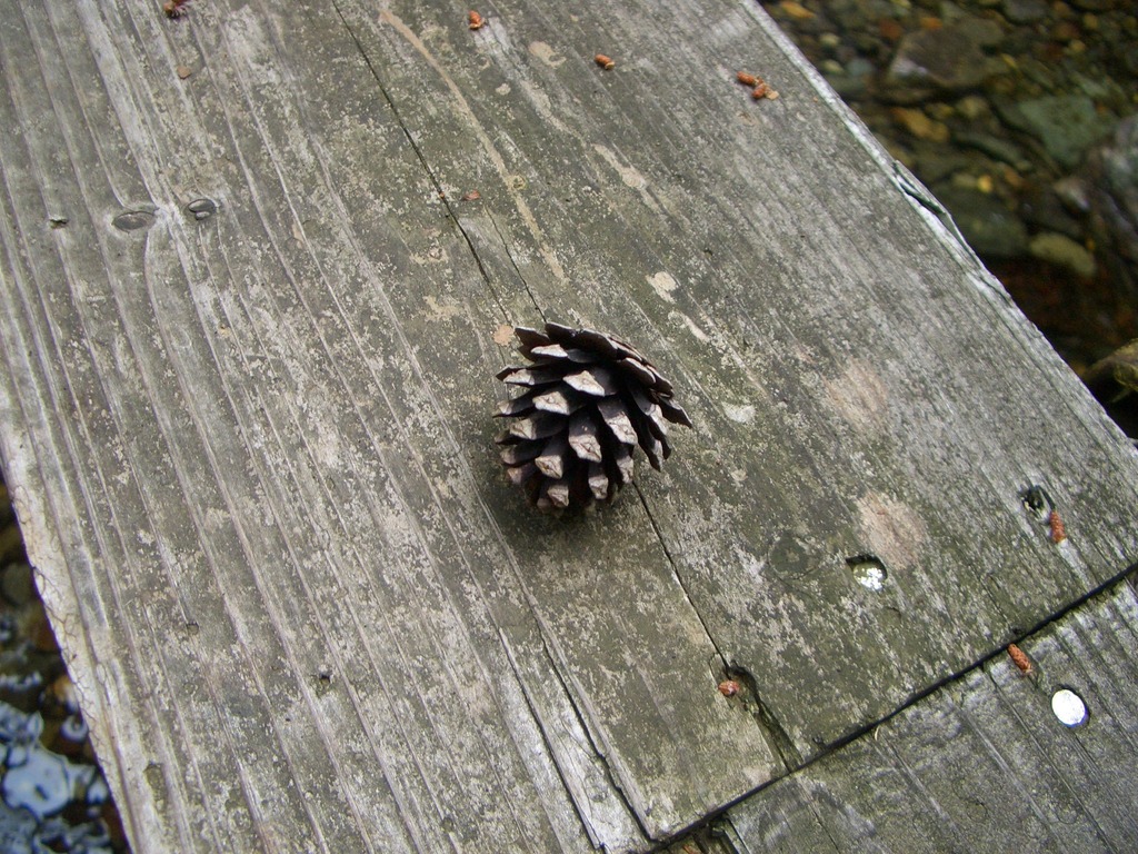 松の種