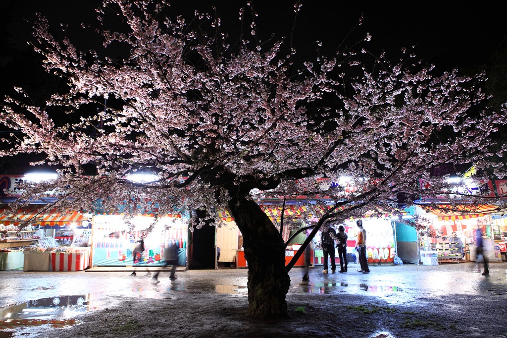 桜の樹の下には・・・・