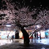 桜の樹の下には・・・・