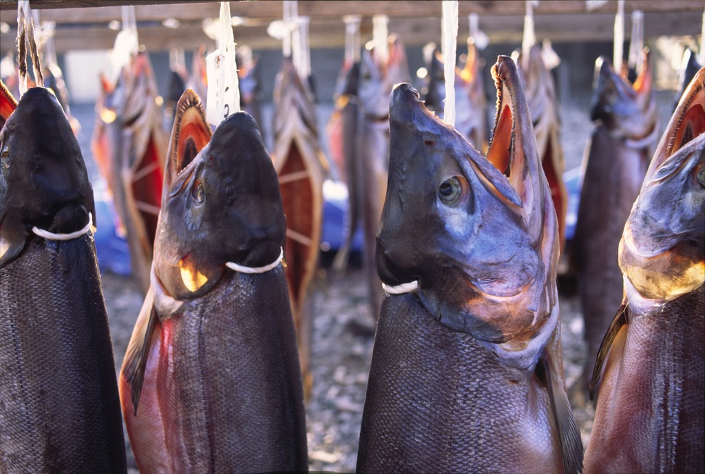 魚・・・