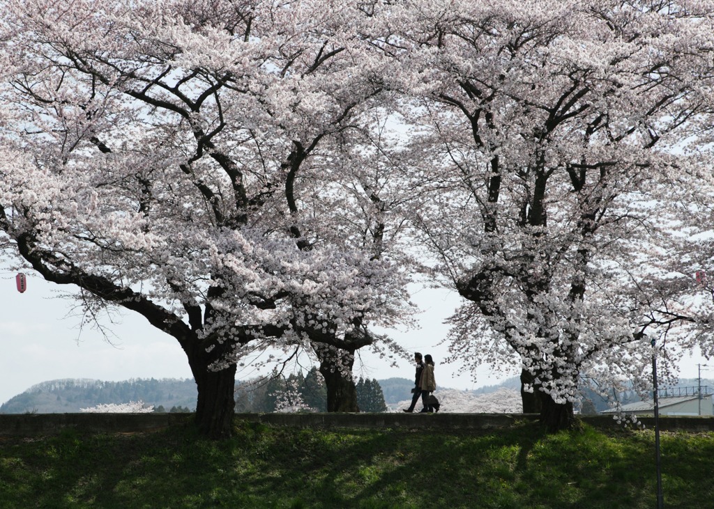 桜　道