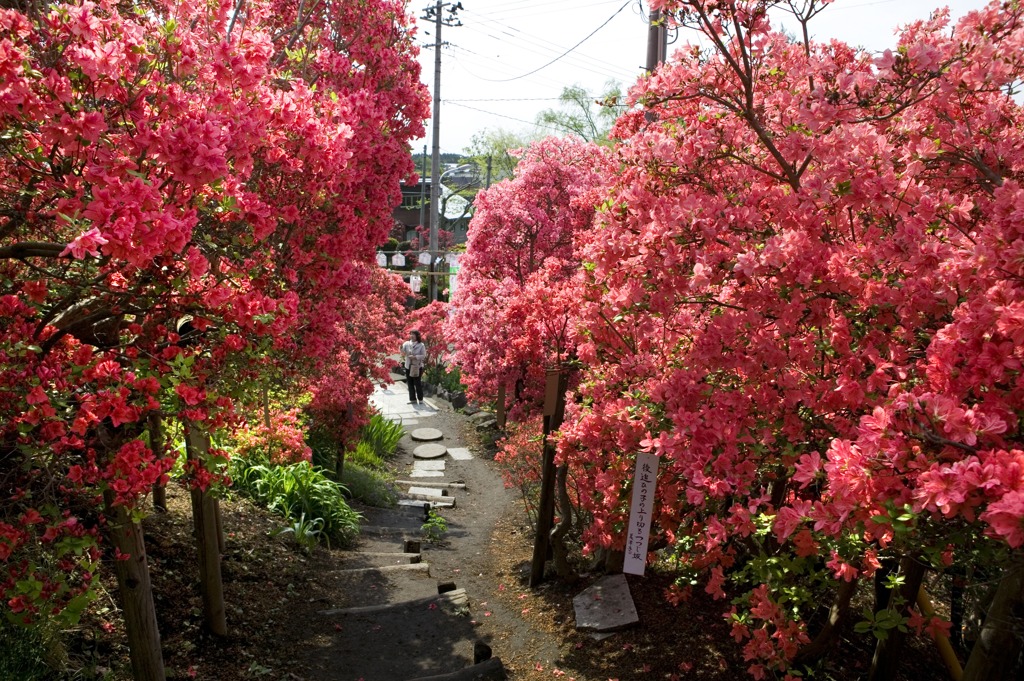 つつじの森