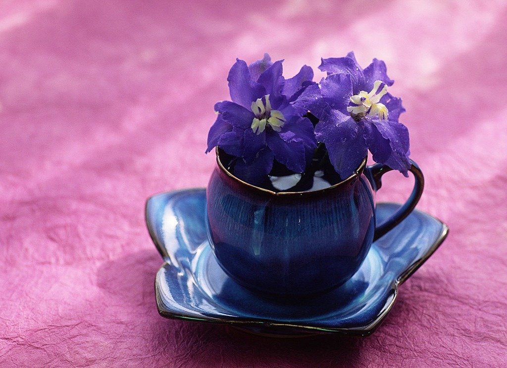 TeaCupⅡ