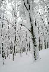 ブナ林冬景