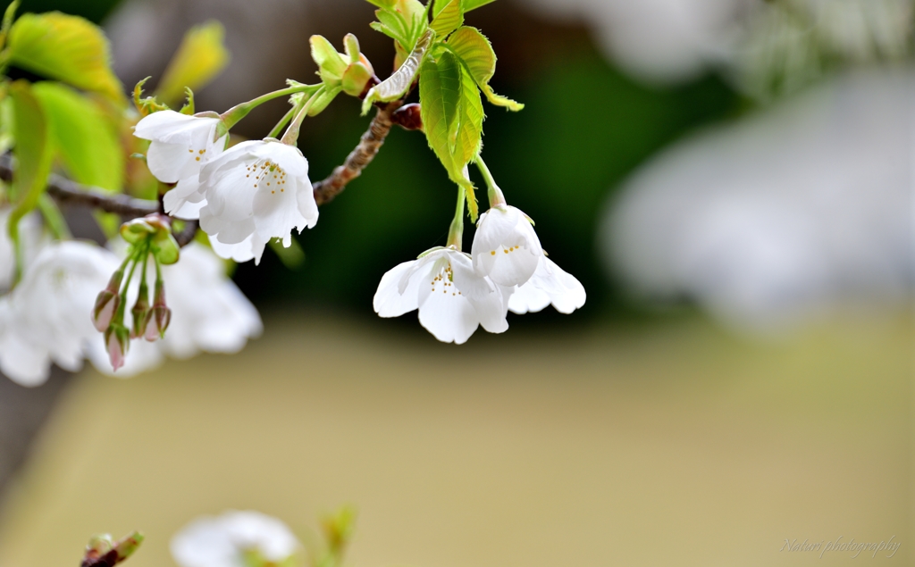 桜白