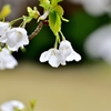 桜白
