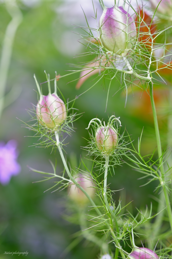 ニゲラの花後