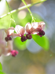 あけび雄花