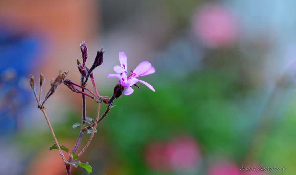 ペラルゴニウム　ラベンダーラス