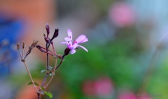 ペラルゴニウム　ラベンダーラス