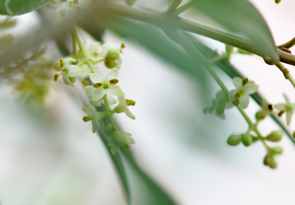 オリーブひなかぜの花