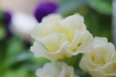 Julian Hybrid Primrose