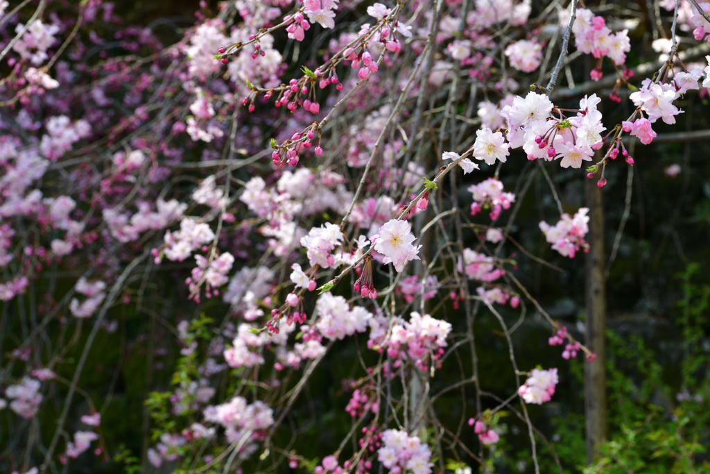 枝垂桜