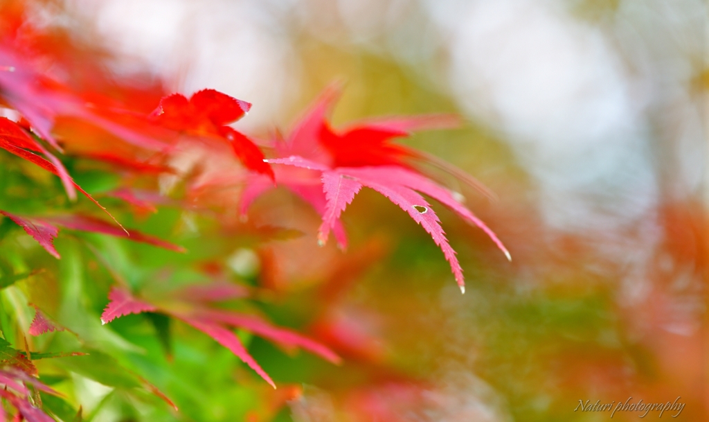 奈良公園紅葉