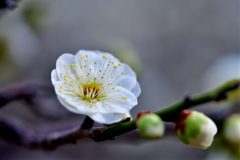 plum blossom