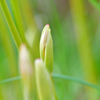 曼珠沙華 蕾