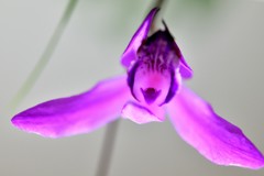 スーパーヒーロー