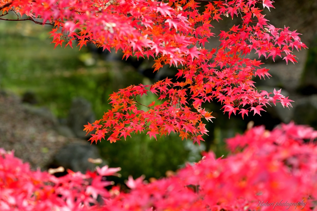 真紅な秋景