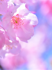 sakura