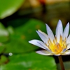 熱帯スイレン