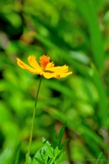 黄花コスモス咲いたよ
