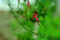 夏の記憶 縷紅草