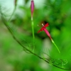 夏の記憶 縷紅草