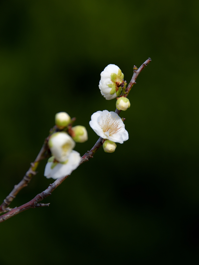 木の花