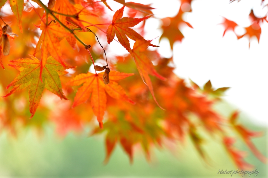 奈良公園 紅葉と種