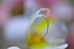 Dance of the flower
