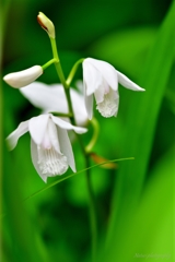 紫蘭　白花
