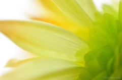Dahlia nape