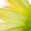 Dahlia nape