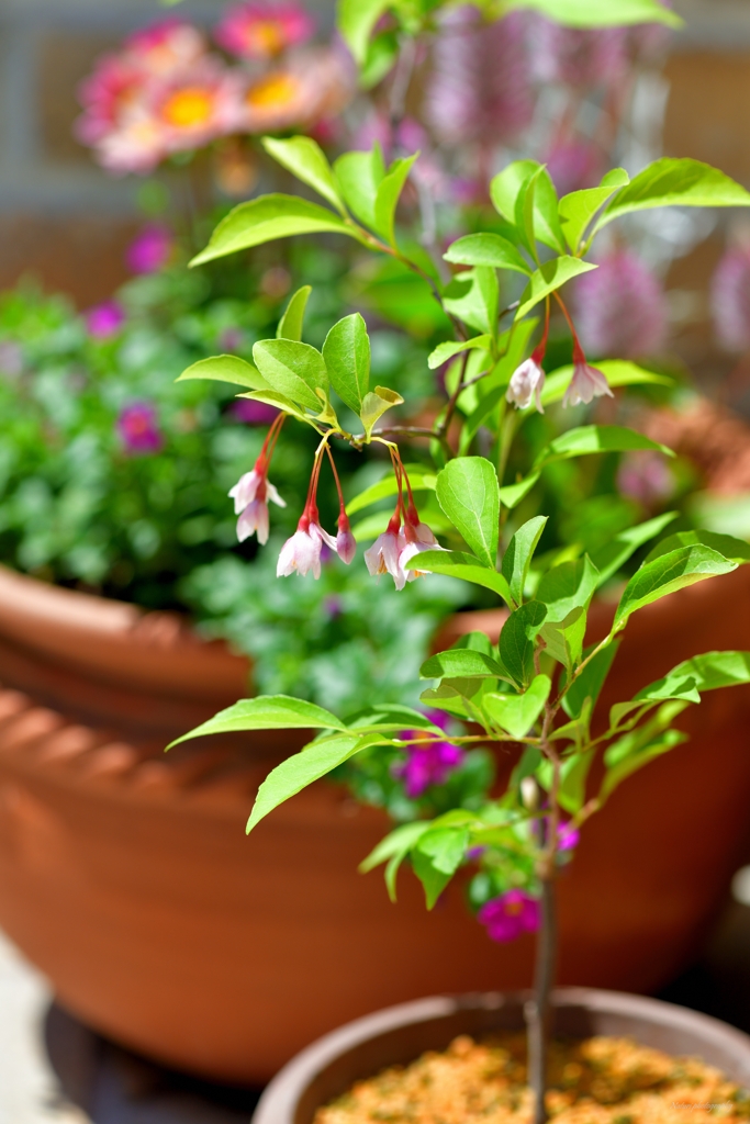 エゴノキを鉢植えに
