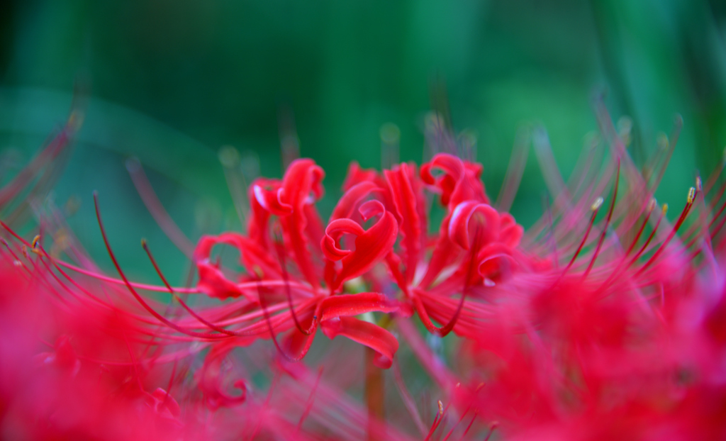 曼珠沙華紅