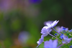 隅田の花火