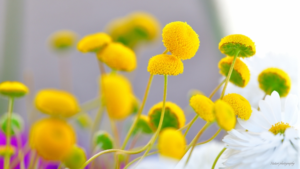 花ほたる