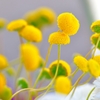 花ほたる