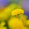 花ほたる