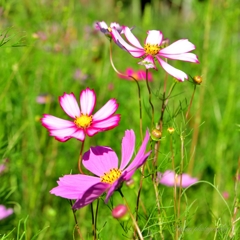 花蜘蛛とコスモス