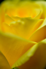 Yellow Rose 