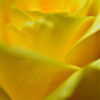 Yellow Rose 