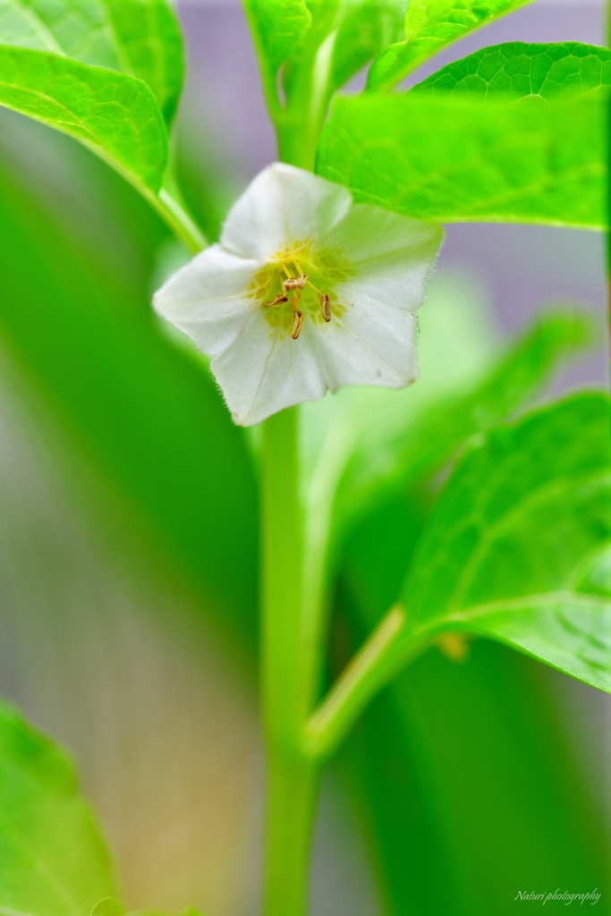 鬼灯の花