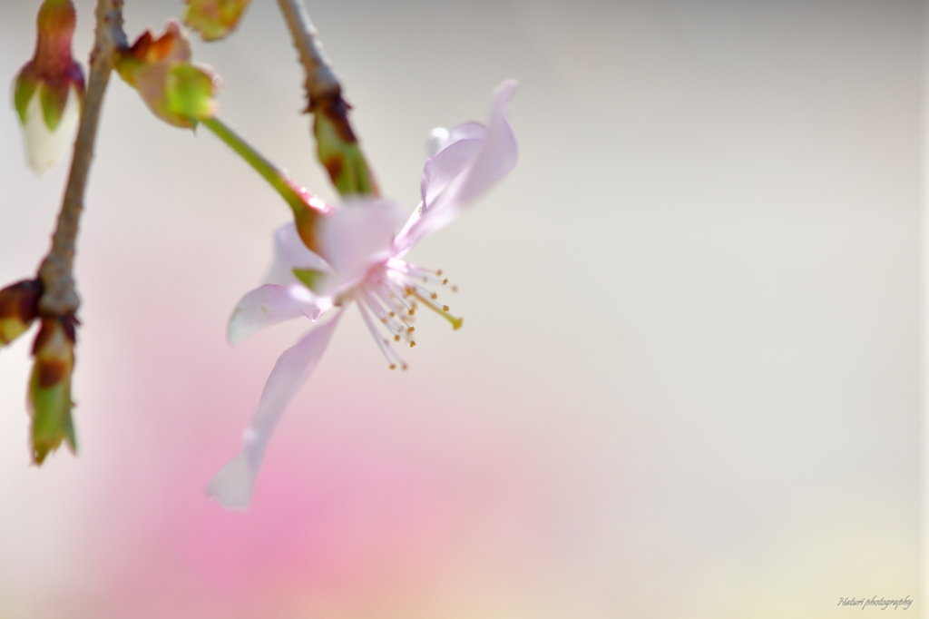 しだれ富士桜