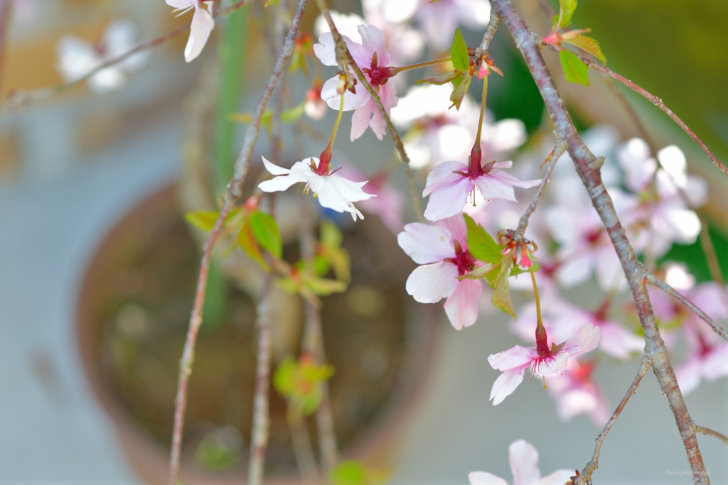 しだれ桜