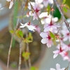 しだれ桜