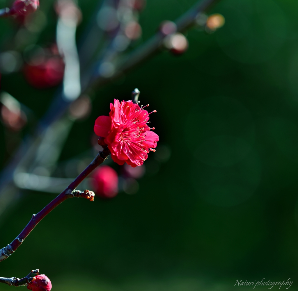 紅梅